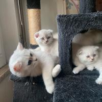 Cuccioli di gatto Scottish Fold/ Straight