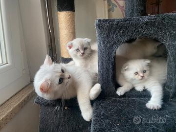 Cuccioli di gatto Scottish Fold/ Straight