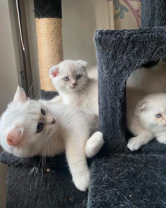 Cuccioli di gatto Scottish Fold/ Straight