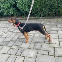 Cane da caccia cucciolo