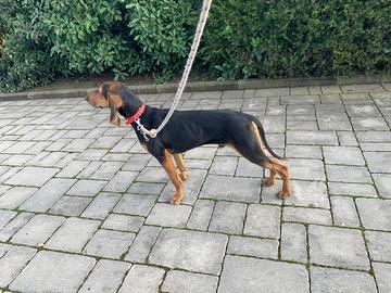 Cane da caccia cucciolo