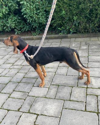 Cane da caccia cucciolo