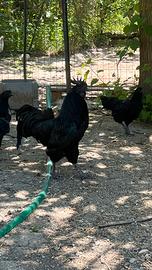 Galline Marans e Cemani