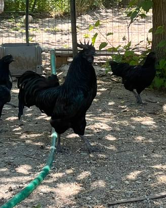 Galline Marans e Cemani
