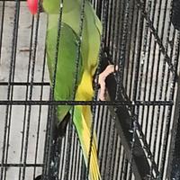 Parrocchetto dal collare