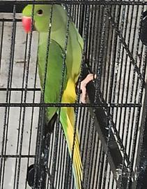 Parrocchetto dal collare