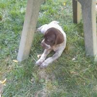 Cuccioli di bracco pointer da tartufi
