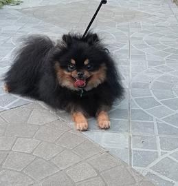 Volpino pomerania per monta