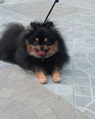 Volpino pomerania per monta