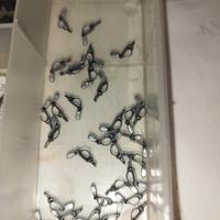 Treni FS accoppiatori RECH scala 1/87