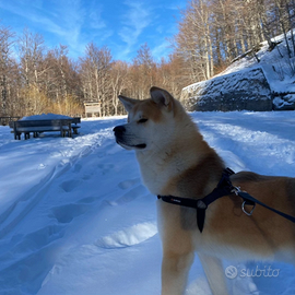 Cercasi femmina di akita per accoppiamento