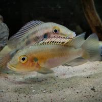 Chromidotilapia guntheri Nigeria