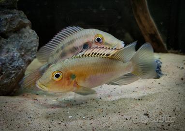 Chromidotilapia guntheri Nigeria