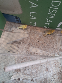 Coppia di canarini spagnolo cardellino