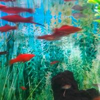 Pesci rossi tropicali platy