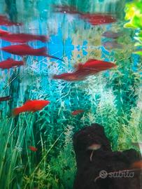 Pesci rossi tropicali platy