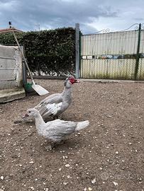 Anatre mute grigio perla