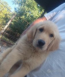 Golden retriever 