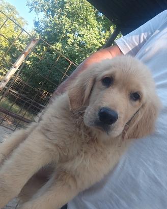 Golden retriever 