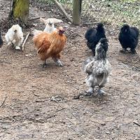 Galline Moroseta