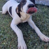 Foster, meticcio di 10 mesi., bello e simpatico