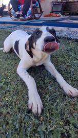 Foster, meticcio di 10 mesi., bello e simpatico