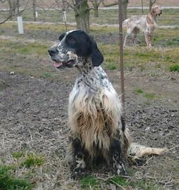 Setter Inglesi