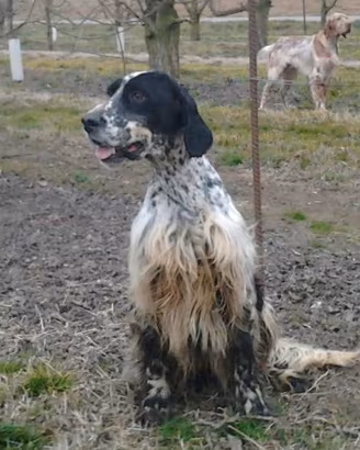 Setter Inglesi