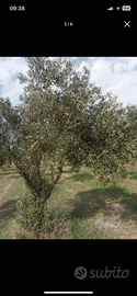 Piante di ulivo