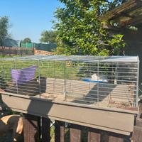 Gabbie conigli / cavie