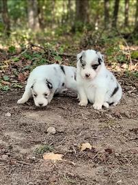 Cuccioli di pastore australiano