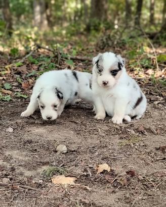 Cuccioli di pastore australiano