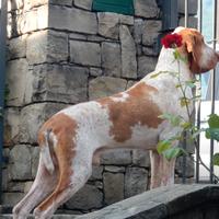 Stallone Bracco Italiano
