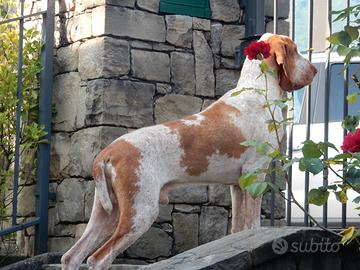 Stallone Bracco Italiano