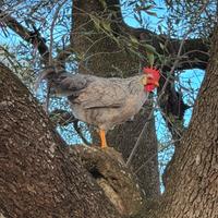 Gallo livornese