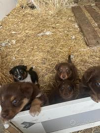 Cuccioli di incrocio pastore australian