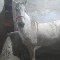 Cavallo in mezza FIDA Fraz Valderice