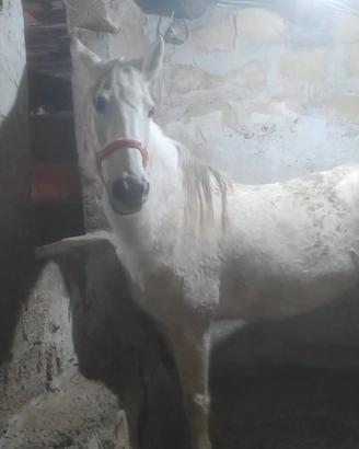 Cavallo in mezza FIDA Fraz Valderice