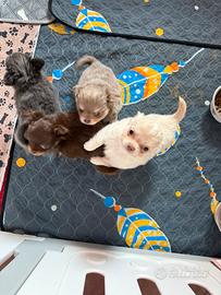 Chihuahua con pedigree