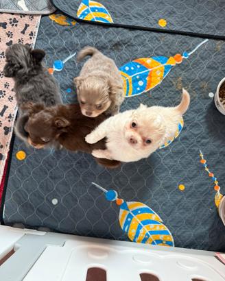 Chihuahua con pedigree