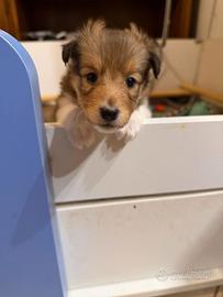 Adorabili Cuccioli shetland