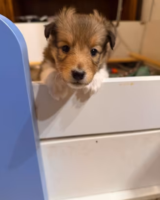 Adorabili Cuccioli shetland