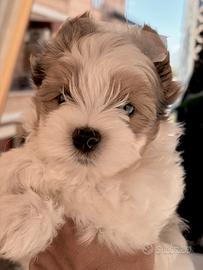 Biewer Yorkshire terrier cucciolo con pedigree