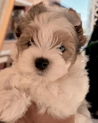 Biewer Yorkshire terrier cucciolo con pedigree