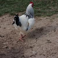 Galli Sussex Bianco Columbia