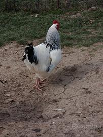 Galli Sussex Bianco Columbia