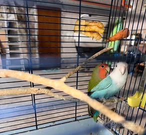 Coppia riproduttiva inseparabili