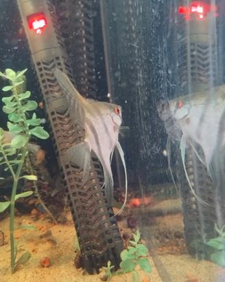 Pesci tropicali Scalari e coppie di scalari