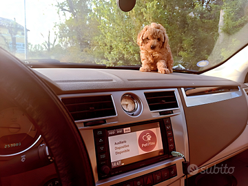 Cuccioli di taglia molto piccola