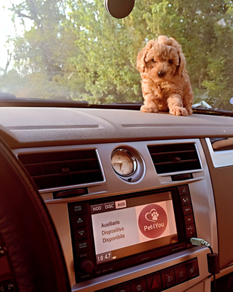 Cuccioli di taglia molto piccola